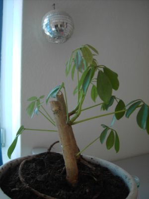 Scheffkoch