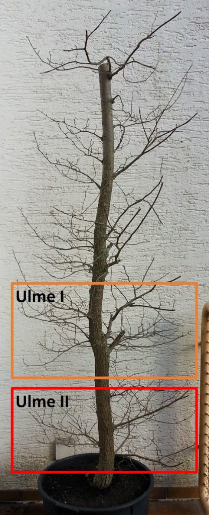 Ulme Übersicht.jpg