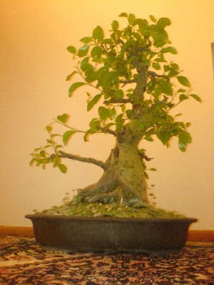 ficus_16.11.2006.jpg