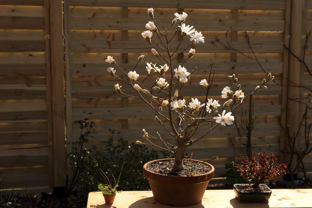 Sternmagnolie