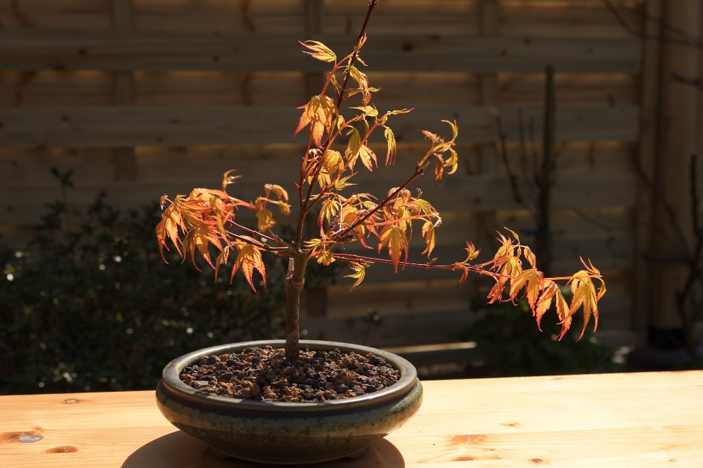 Acer palm. 'Katsura'