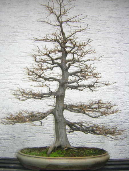 Hainbuche Nov. 2006.jpg