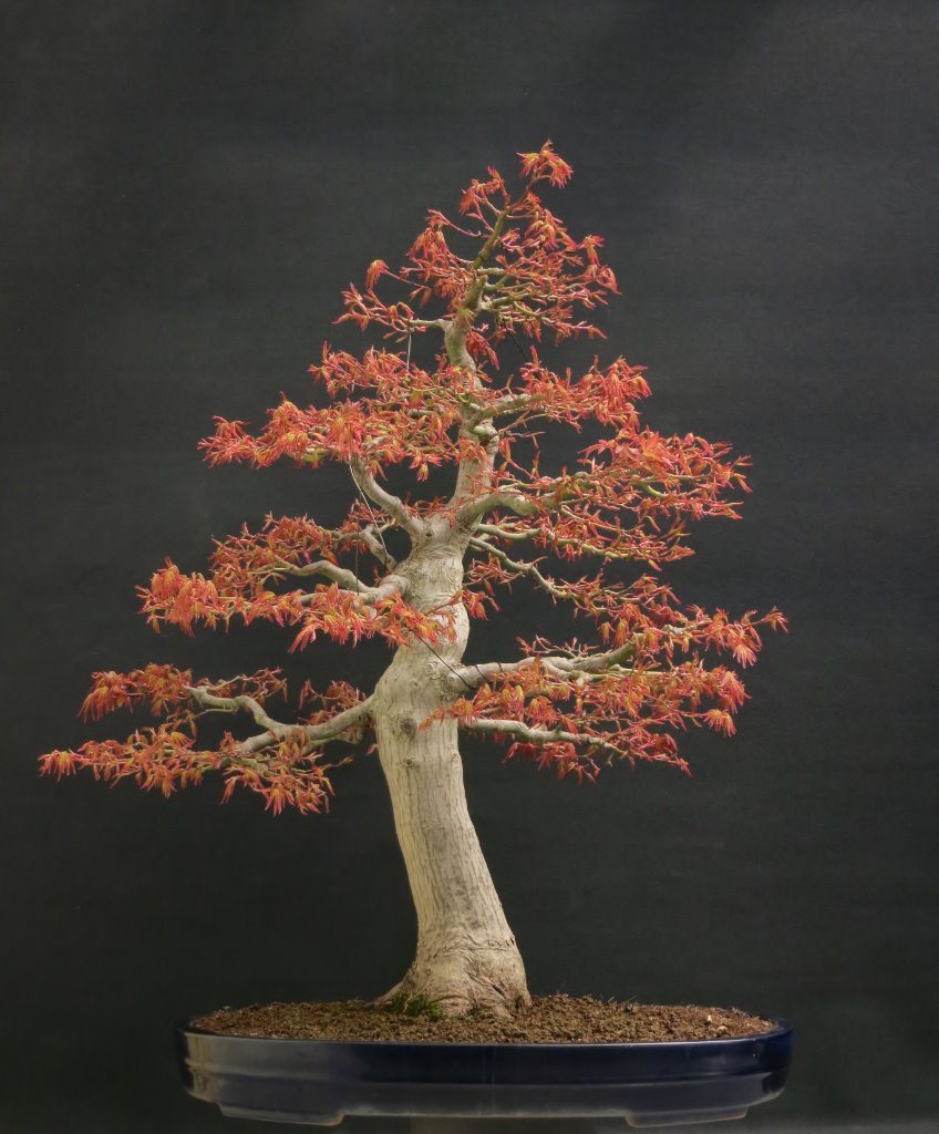 Palmatum 9.4.2020.JPG