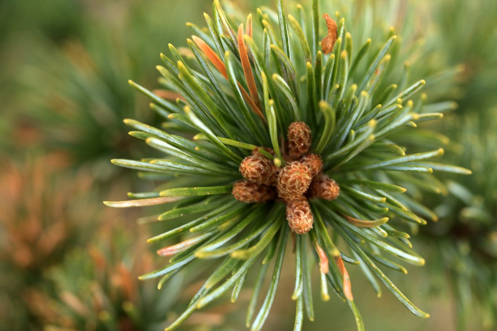 Eigentlich ist der Baum vital