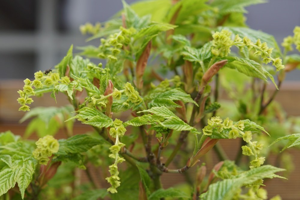 Detail Blüten 2020.JPG