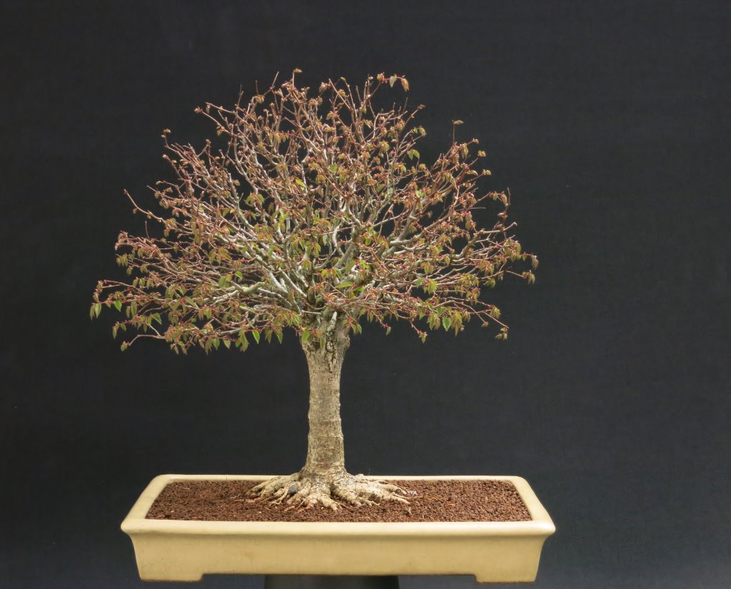 Zelkova Serrata 13.04.2020.JPG