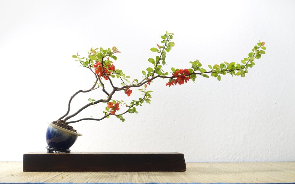 chinesische Quitte<br />Schale HH
