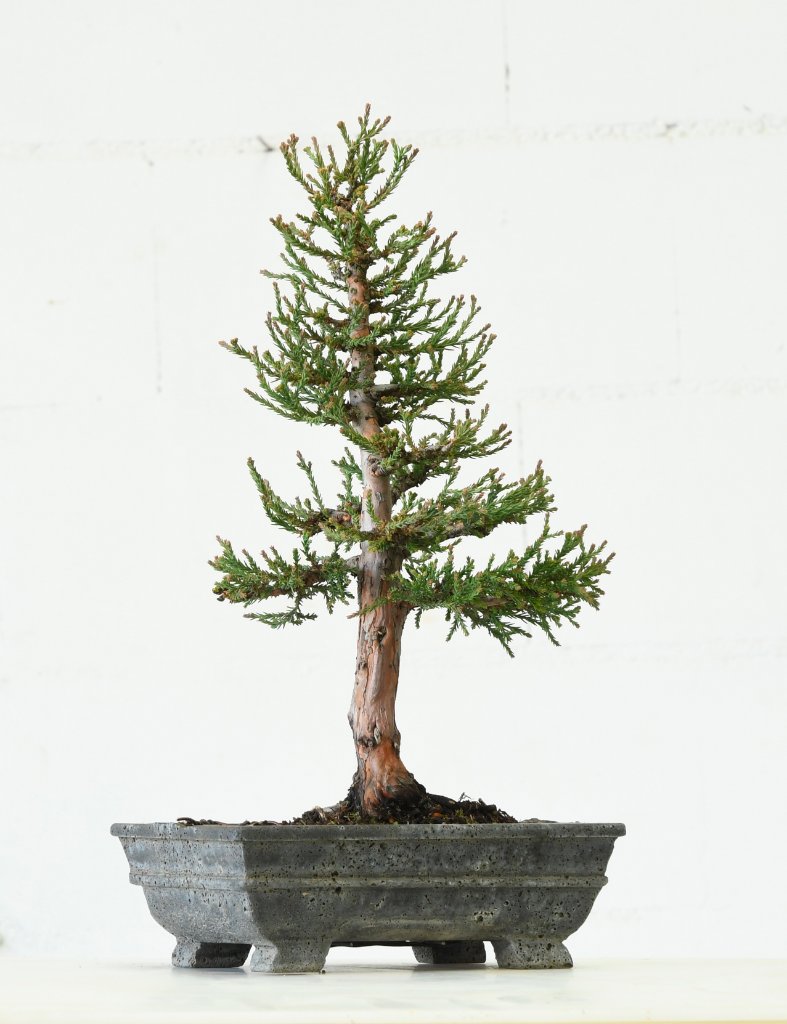 Sequoia 0420