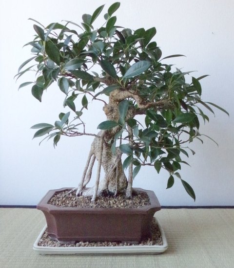 Ficus am 17.04.2020.jpg