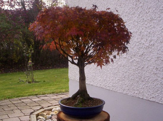 hier noch ein acer kashima mit etwas verspäteter herbstfärbung aber dafür um so schöner.