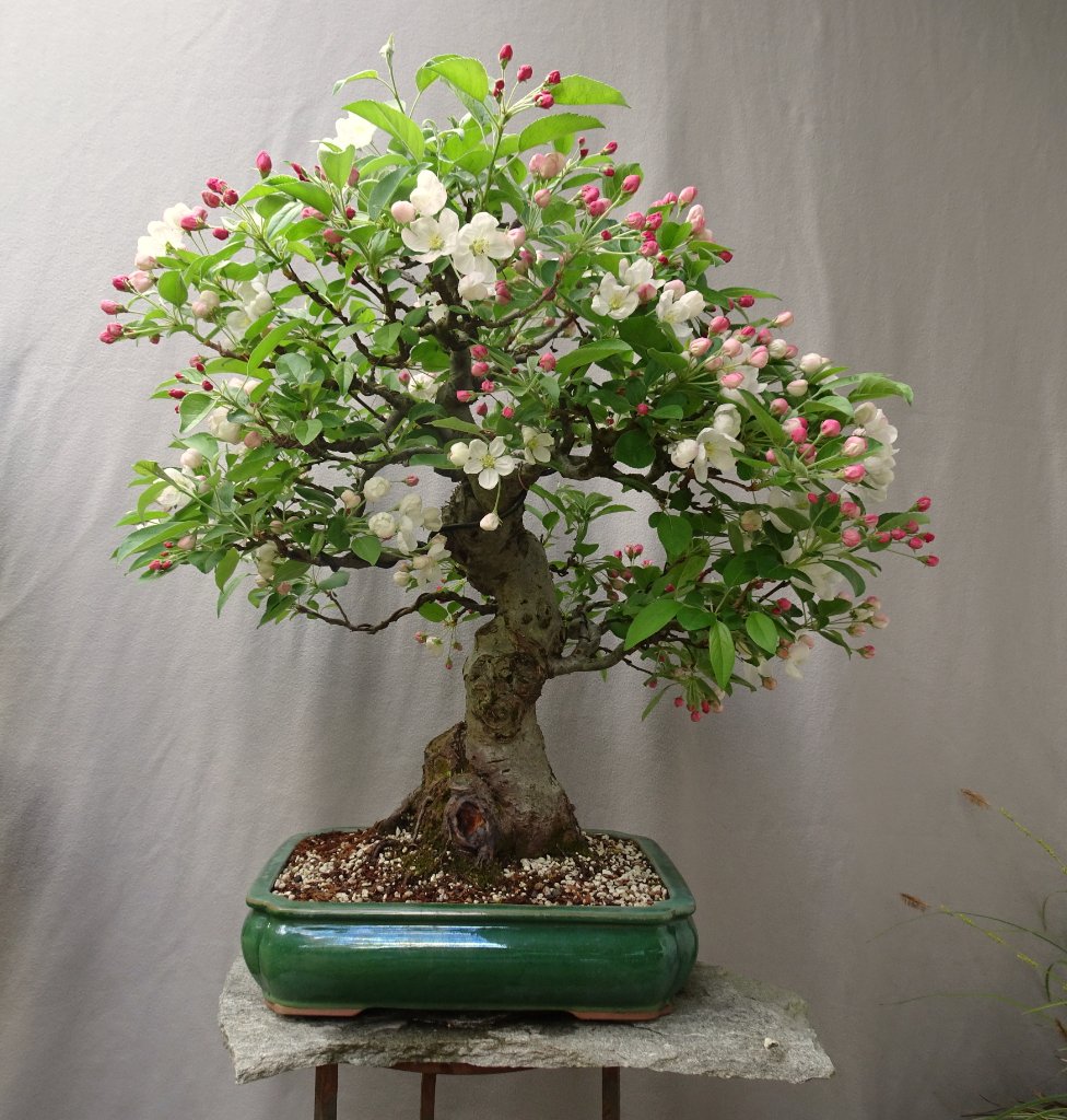 Apfel,Arco_2020_04_.JPG