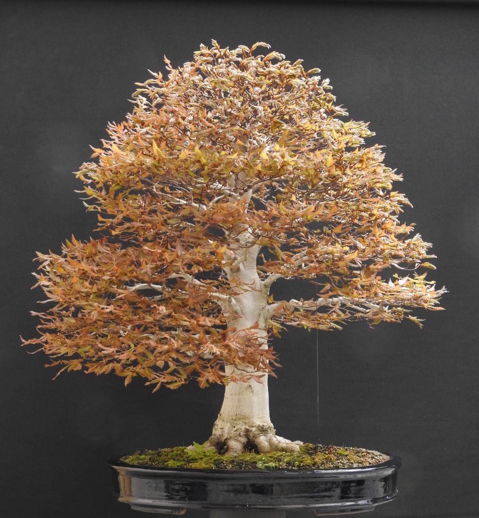 Fagus Crenata 20.04.2020.JPG