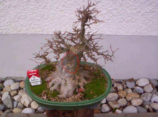 bild_006_550x408.jpg