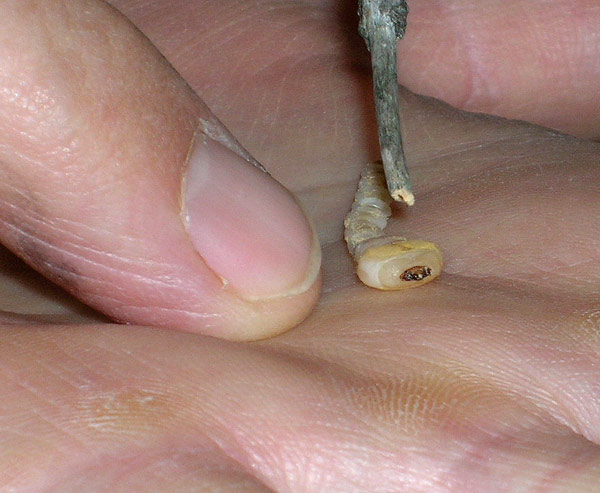 DSCN1669Schädling.jpg