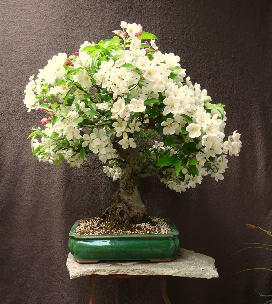 Apfel,Arco_2020_04__.JPG