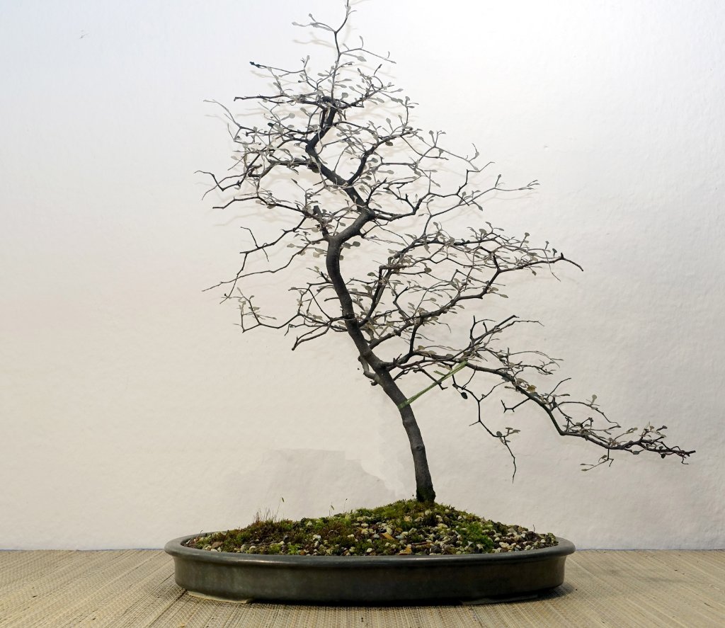 Januar 2018 mit virtuell entferntem toten Nebenbaum