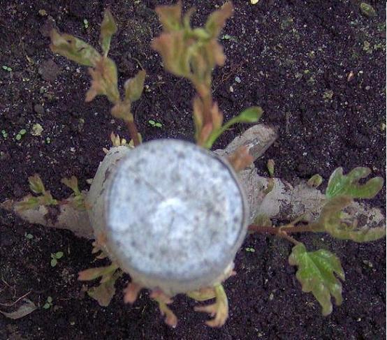 Bonsai1.jpg
