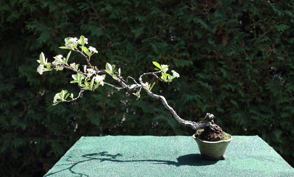 Rote Apfelbeere April 2020