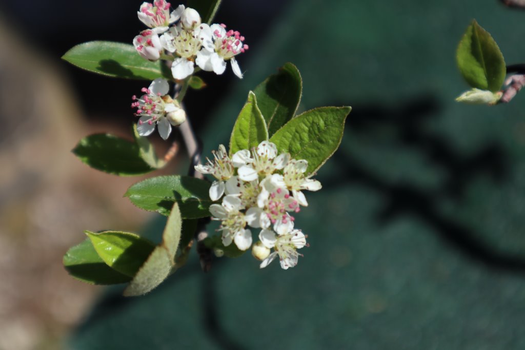 Blüten Rote Apfelbeere