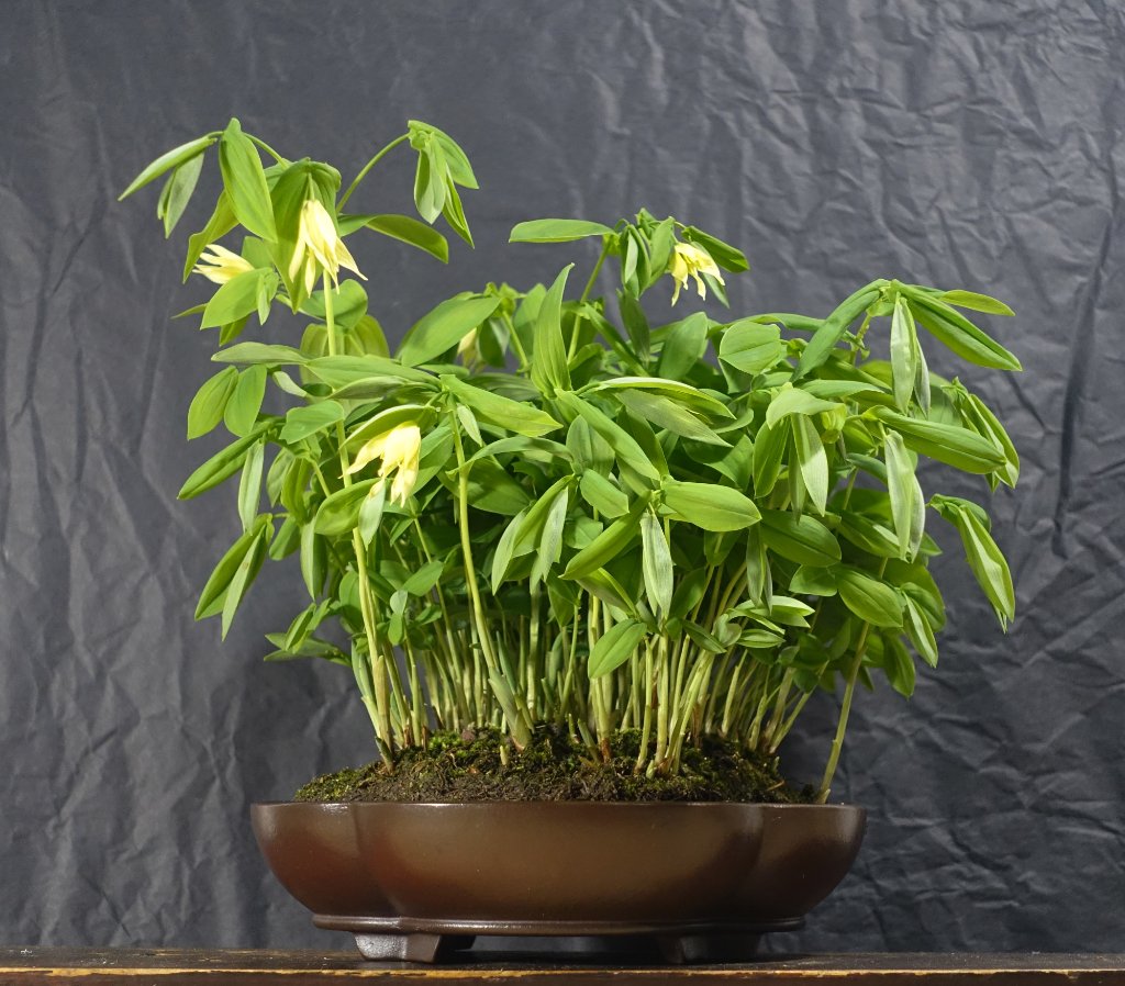 Schwefel-Trauerglocke - Uvularia perfoliata var. Flava