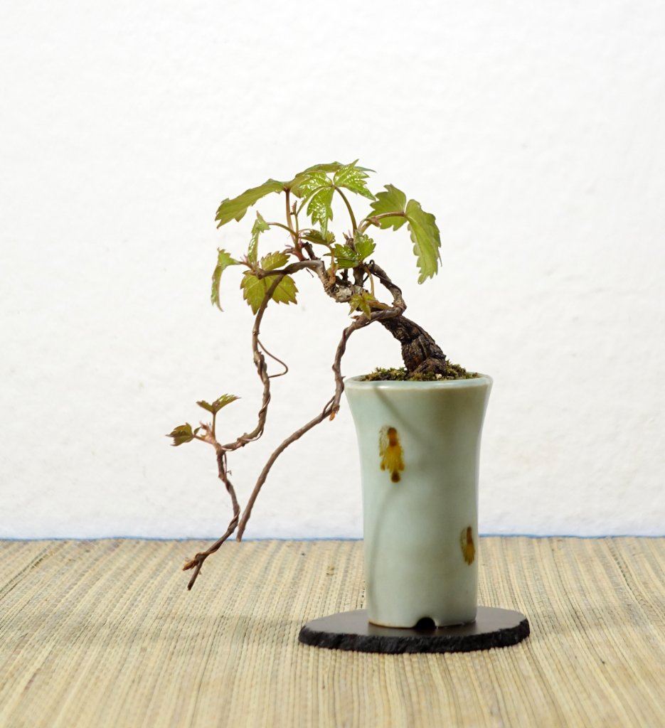 Dreispitzige Jungfernrebe - Parthenocissus tricuspidata