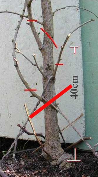 gingko-cut.jpg