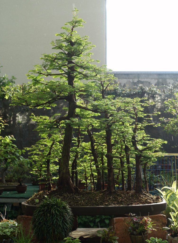 Metasequoia05_2020-04e.jpg