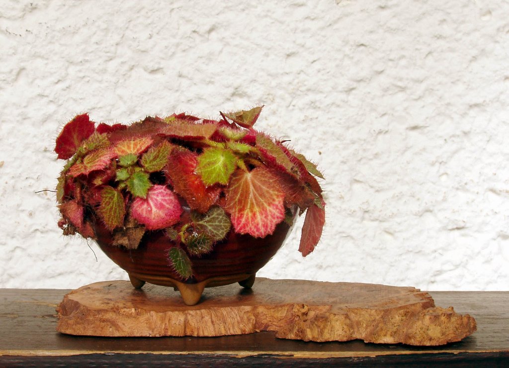 schöne Herbstfärbung 2015