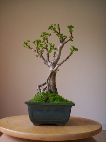 gingko_0048.JPG