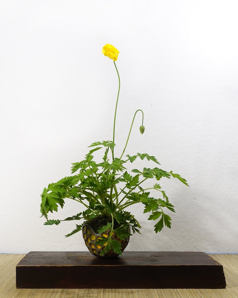 Kambrischer Scheinmohn Meconopsis cambrca<br />Schale Horst Heinzlreiter