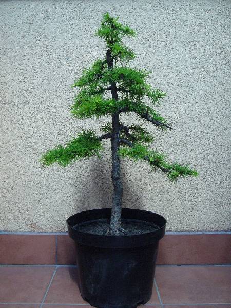 june 2006
<br />55cm