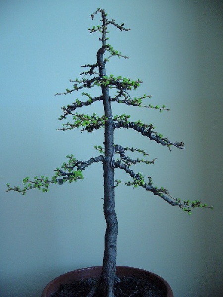 april 2006
<br />after next wiring