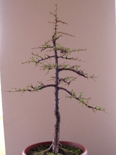 april 2005
<br />after delicate wiring