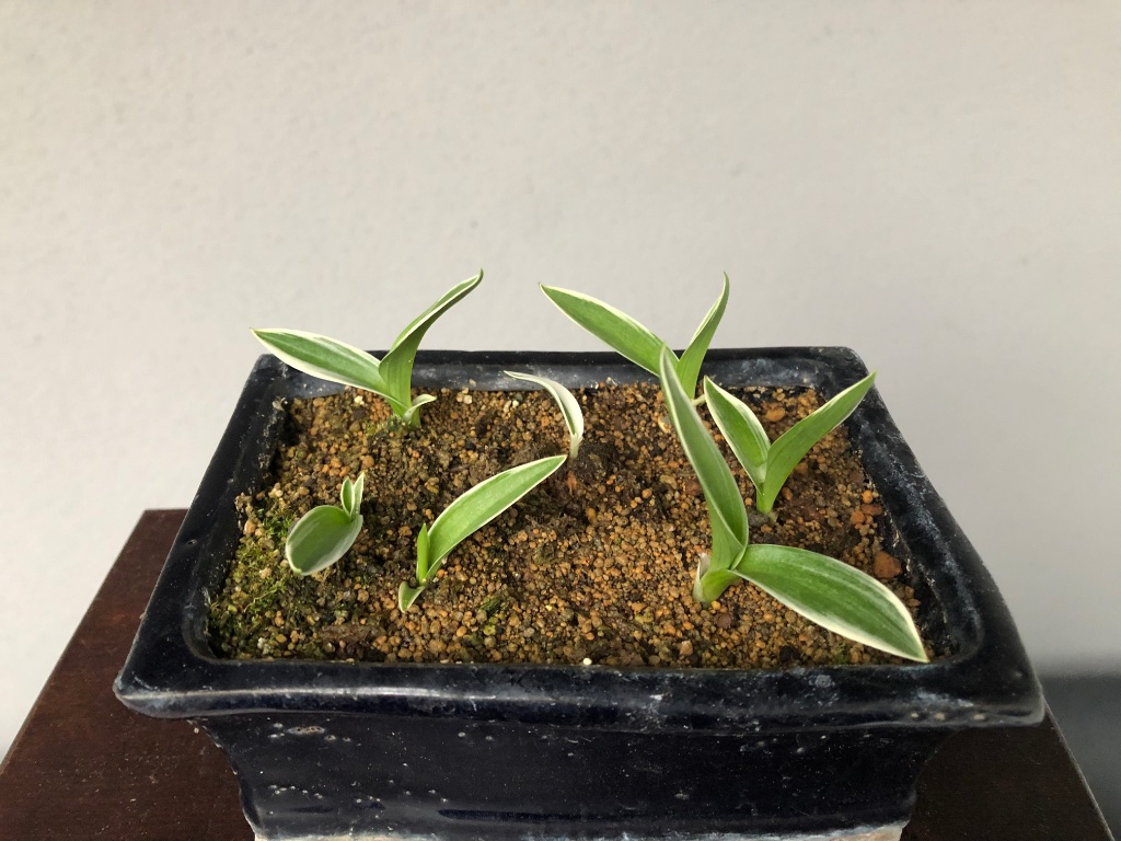 7 kleine Vögelchen im Nest