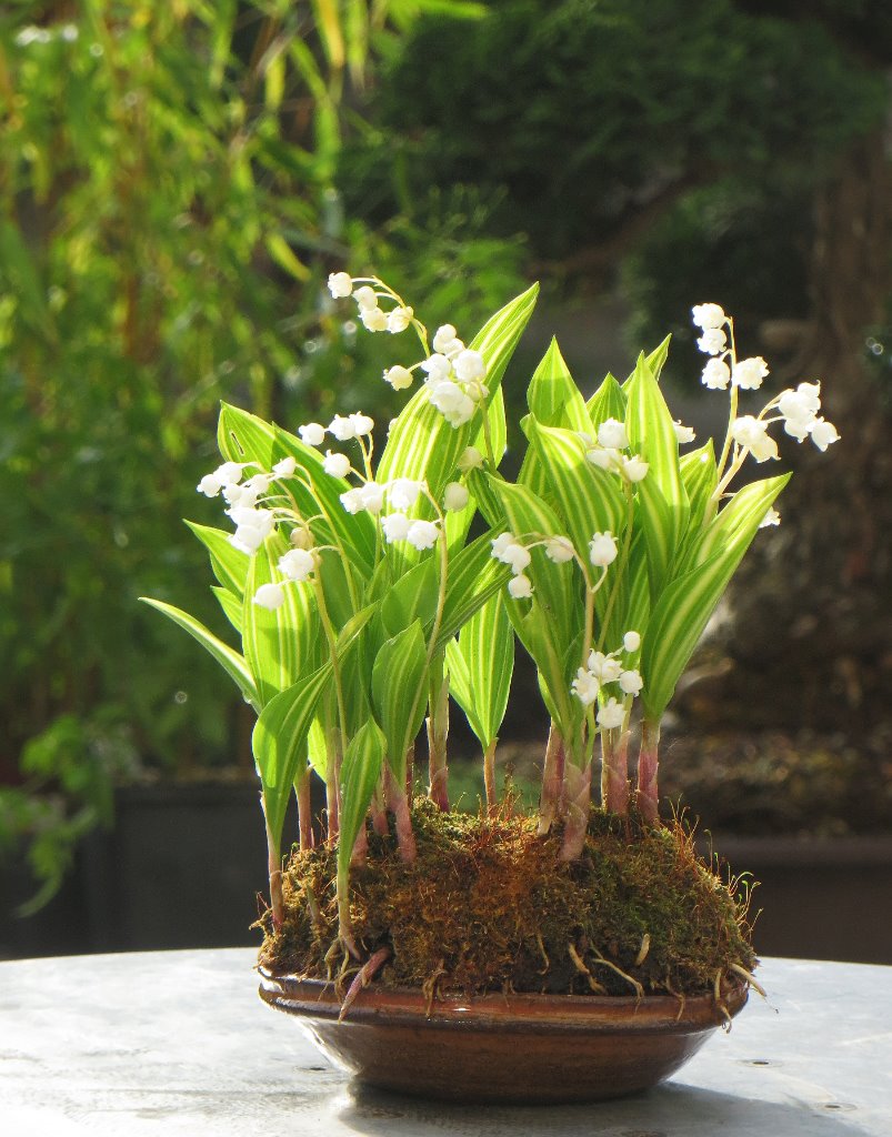 Convallaria_1.jpg