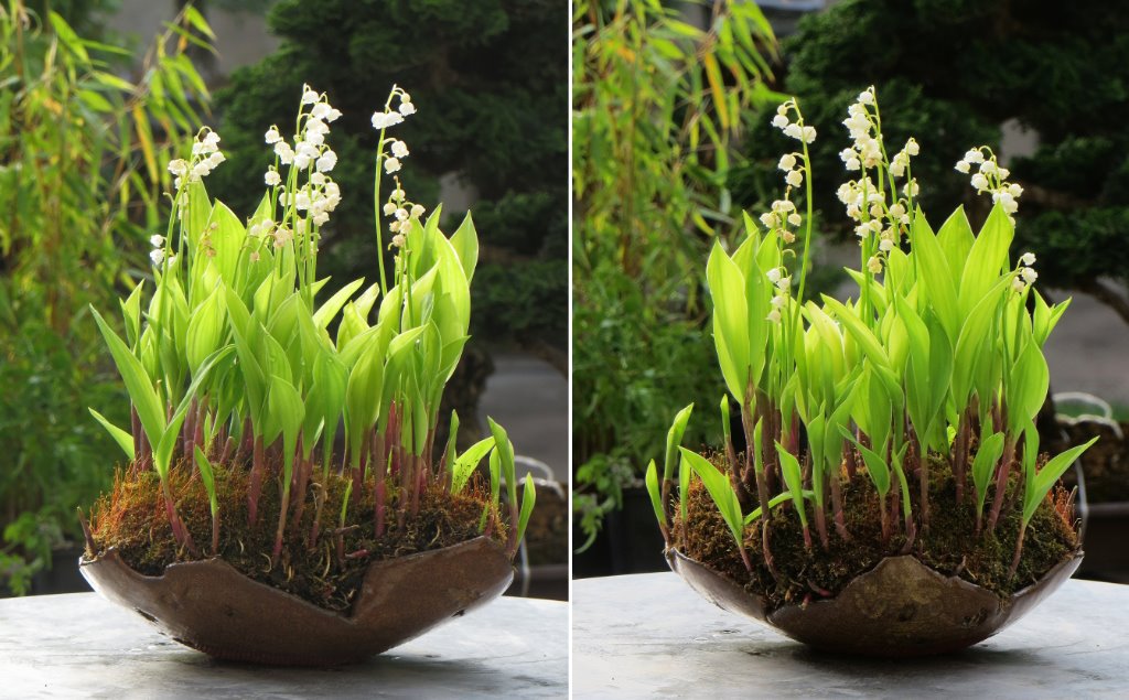 Convallaria_2.jpg