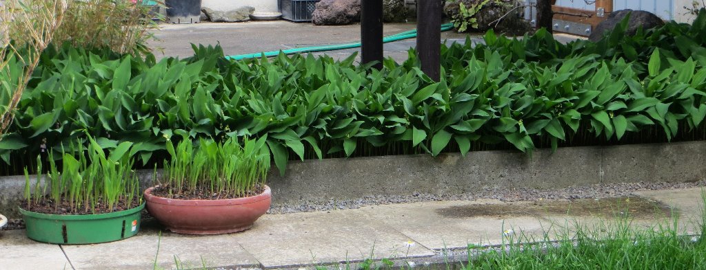 Convallaria_3.jpg
