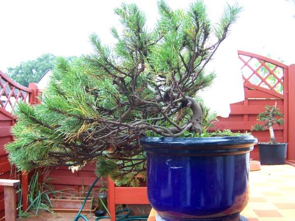 pinus_mugo8.jpg