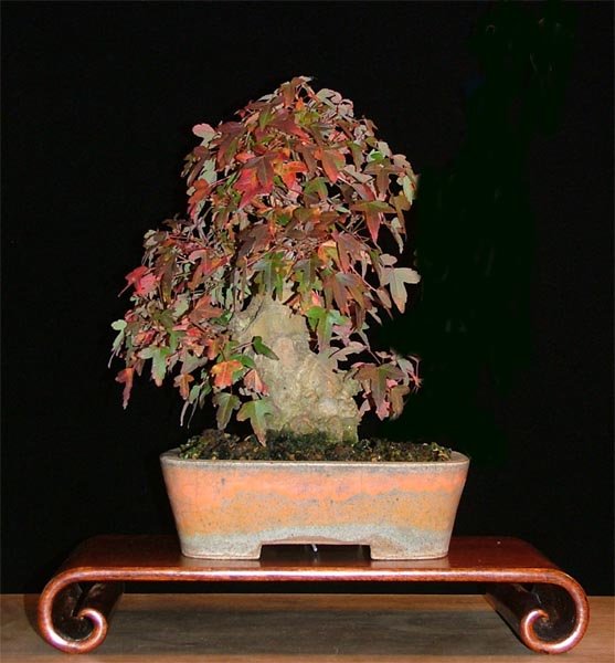 dscf1608bk.jpg