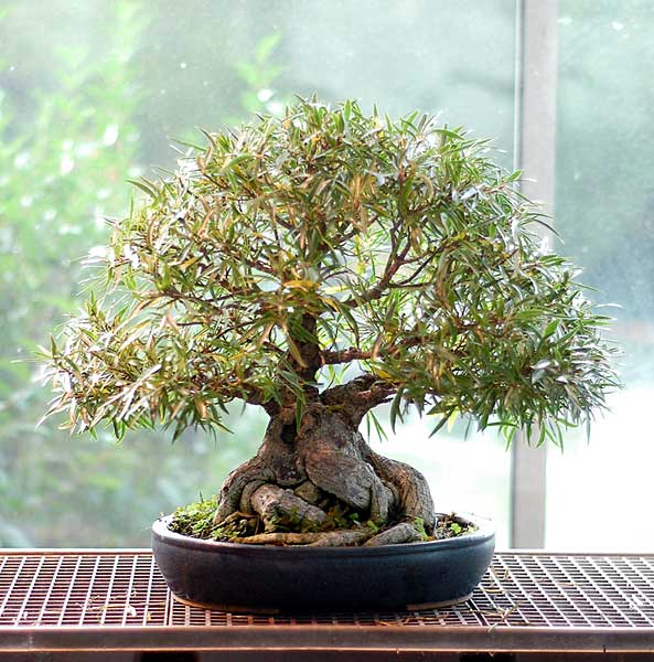Ficus nerifolia
