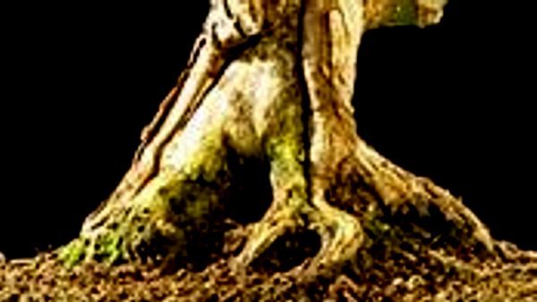 pall6.jpg