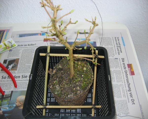 umtopfenahorn1a.jpg