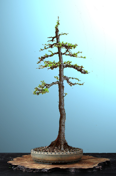 larix.jpg