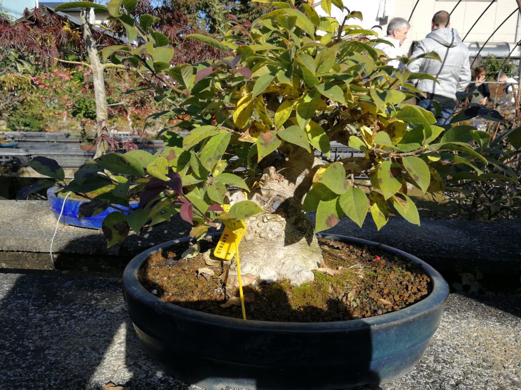 Ilex serrata, November 2019 im Garte von Hr. Kinoshita schon m. Plombe