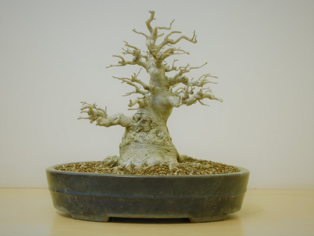 Ilex serrata, April 2020 nach dem umtopfen