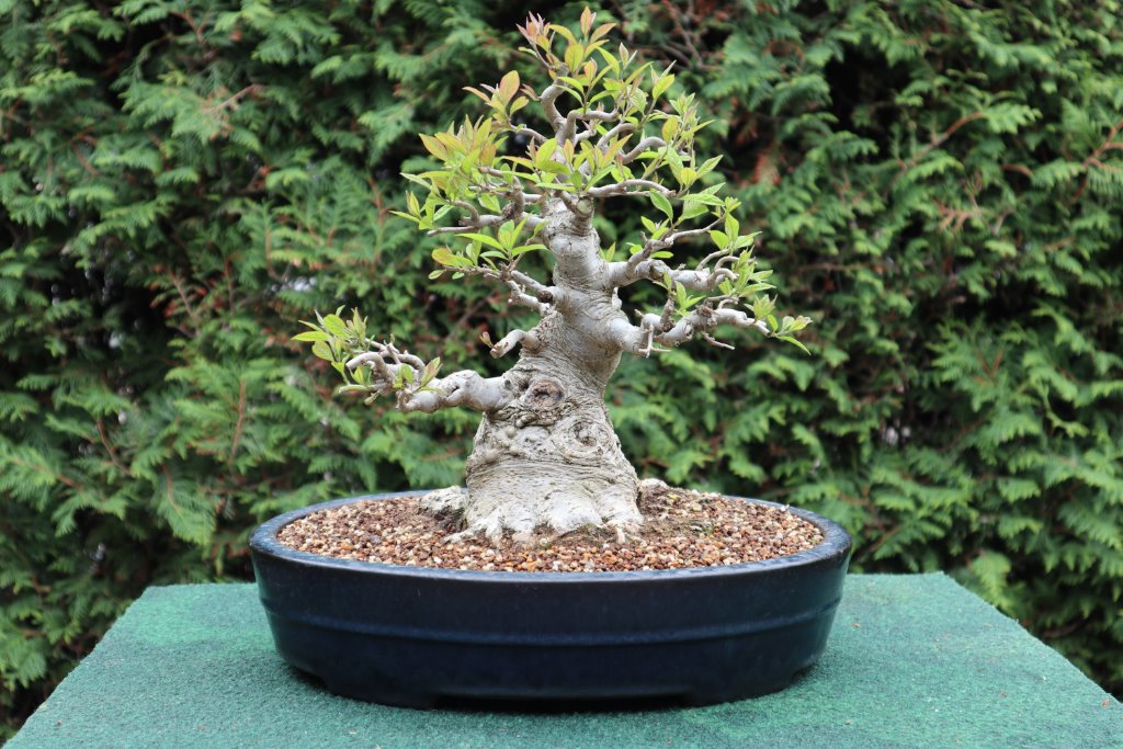 Ilex serrata, 27.04.2020 nach dem Austrieb