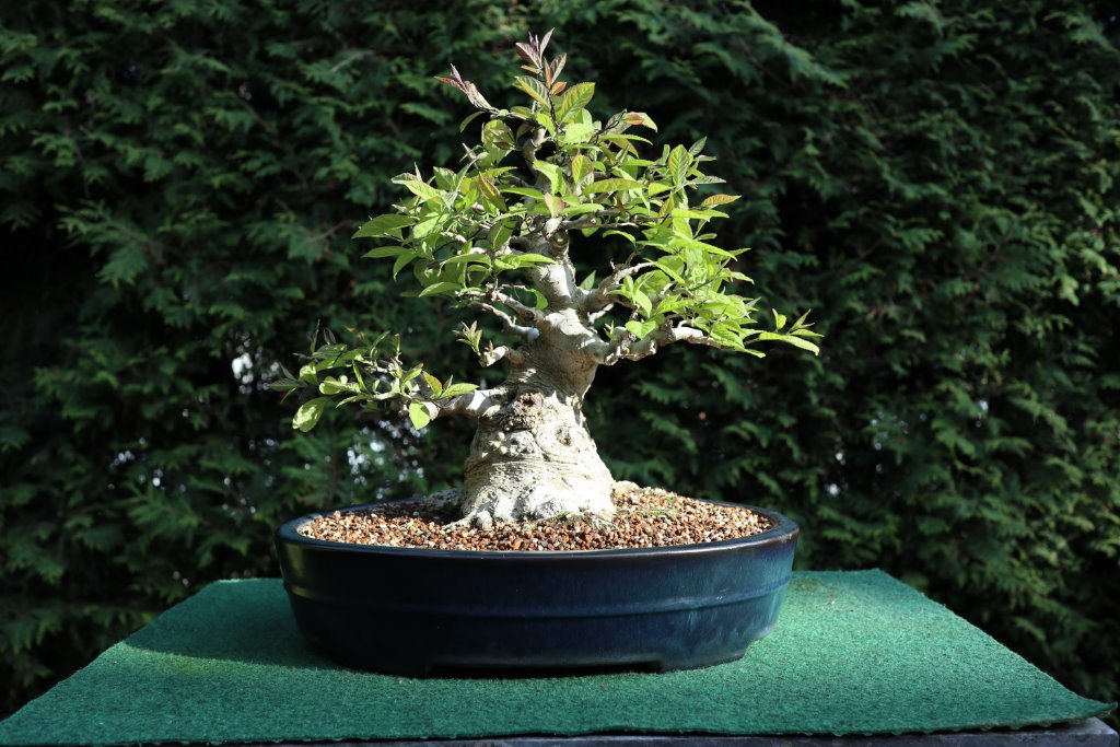 Ilex serrata, 07.05.2020 Triebe leicht in Richtung gedrahtet
