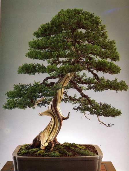 liang10162.jpg