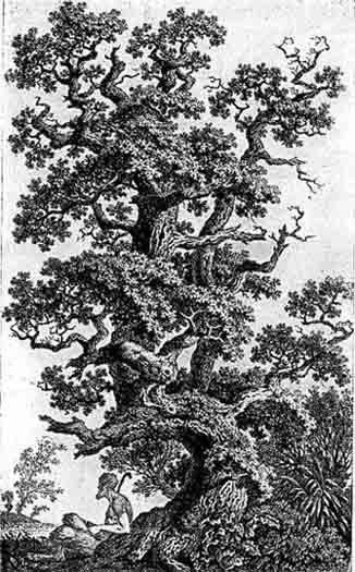 kolbe_satyr0203.jpg
