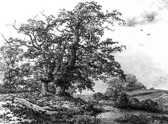 ruisdael030207.jpg